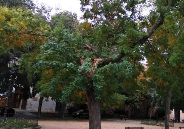 2018-11-22 Arbol paseo del Salón